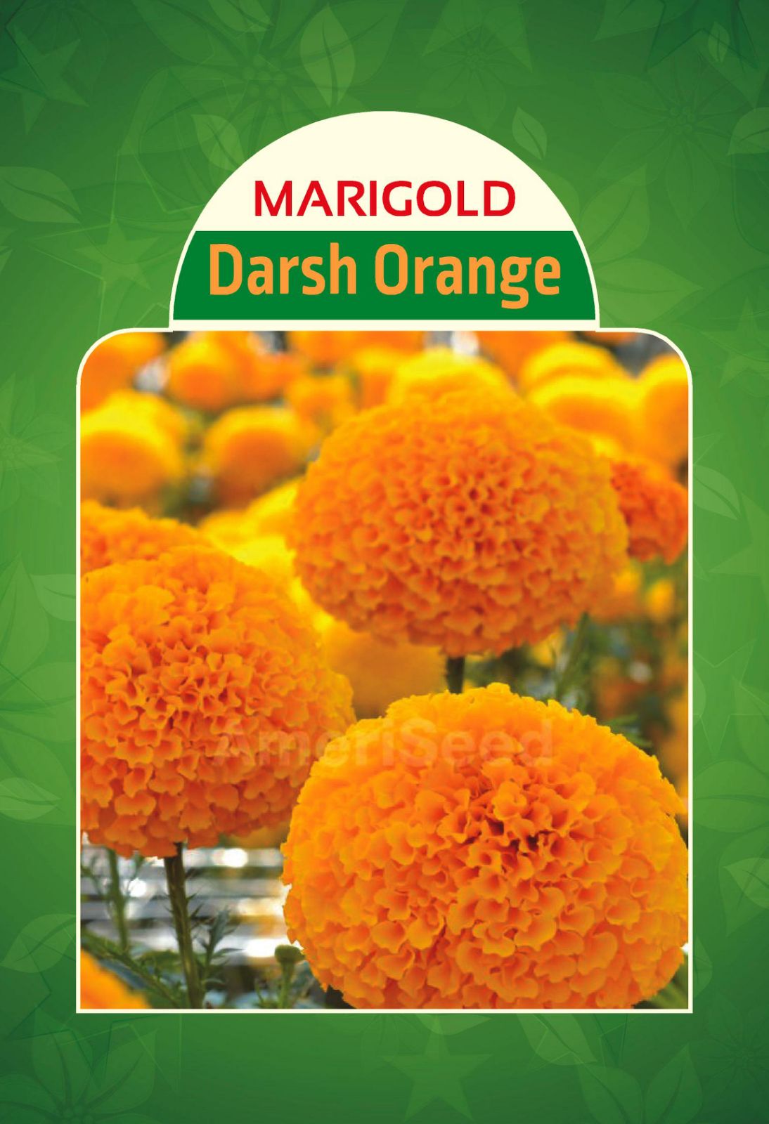 Marigold Darsh Orange